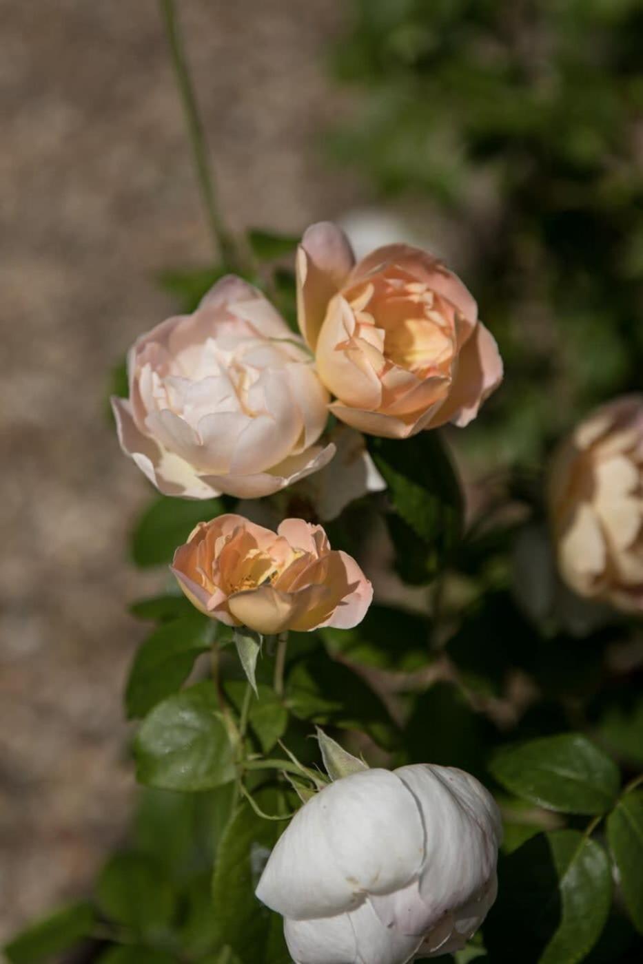 Two Rose Walk Cottage Cotswolds Moreton-in-Marsh Buitenkant foto